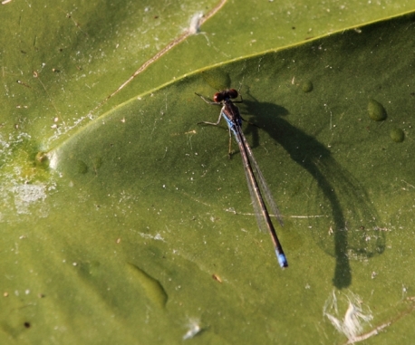 identificazione libellula delta Danubio